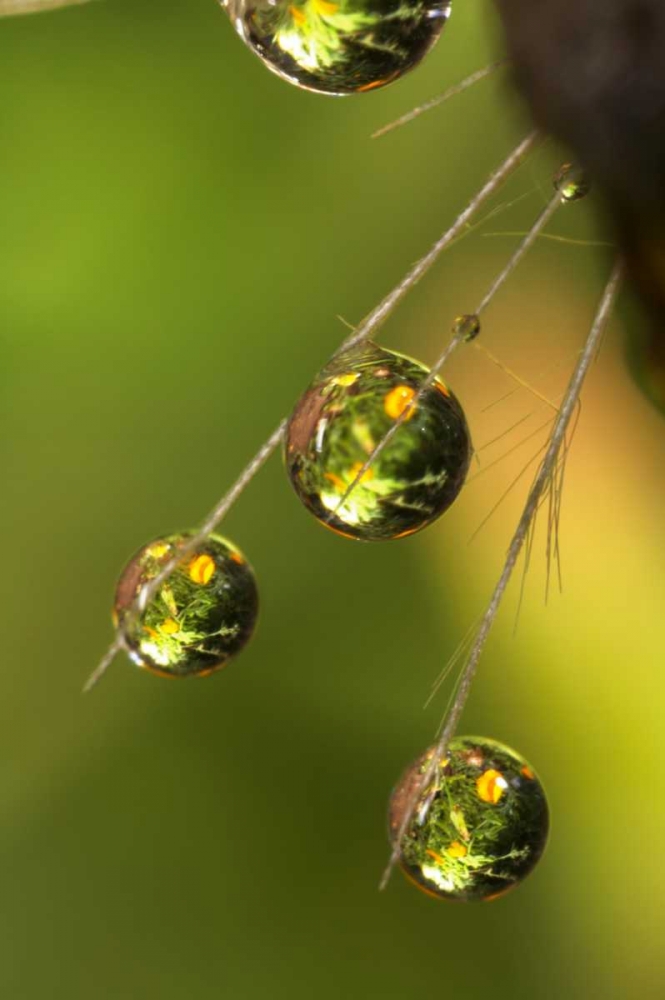 Art Print: California, San Diego, Water drops on a dandelion