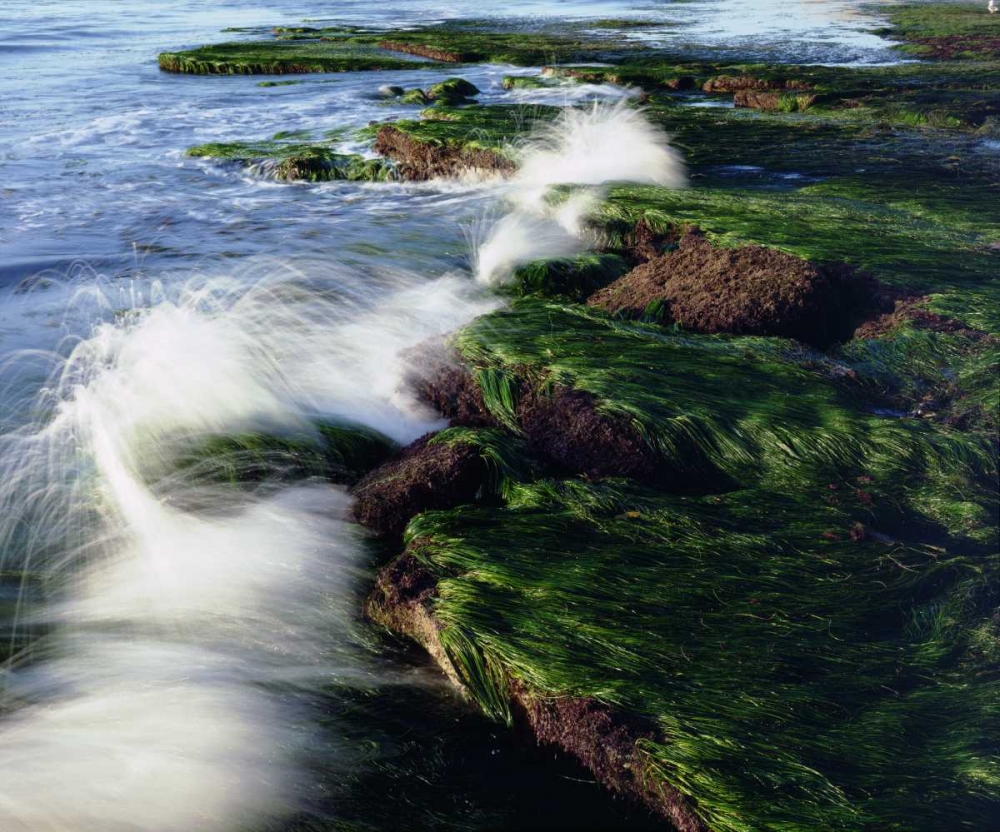 Art Print: CA, San Diego Waves breaking on tide pools