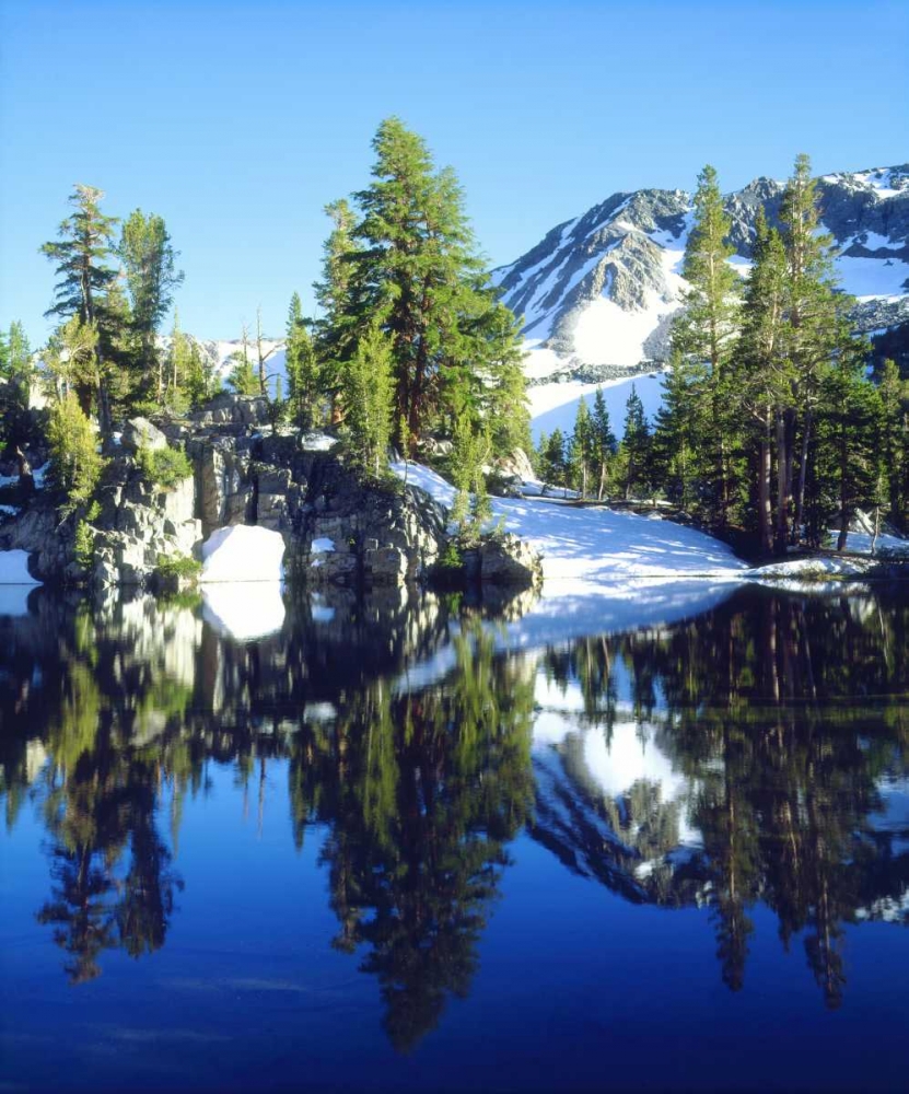 Art Print: CA, Sierra Nevada Red firs reflecting in a tarn