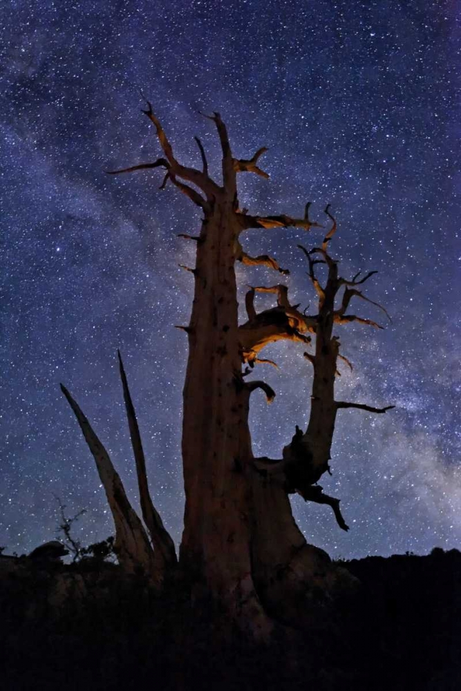 Wall Art Painting id:127863, Name: CA, White Mts A bristlecone pine and Milky Way, Artist: Flaherty, Dennis