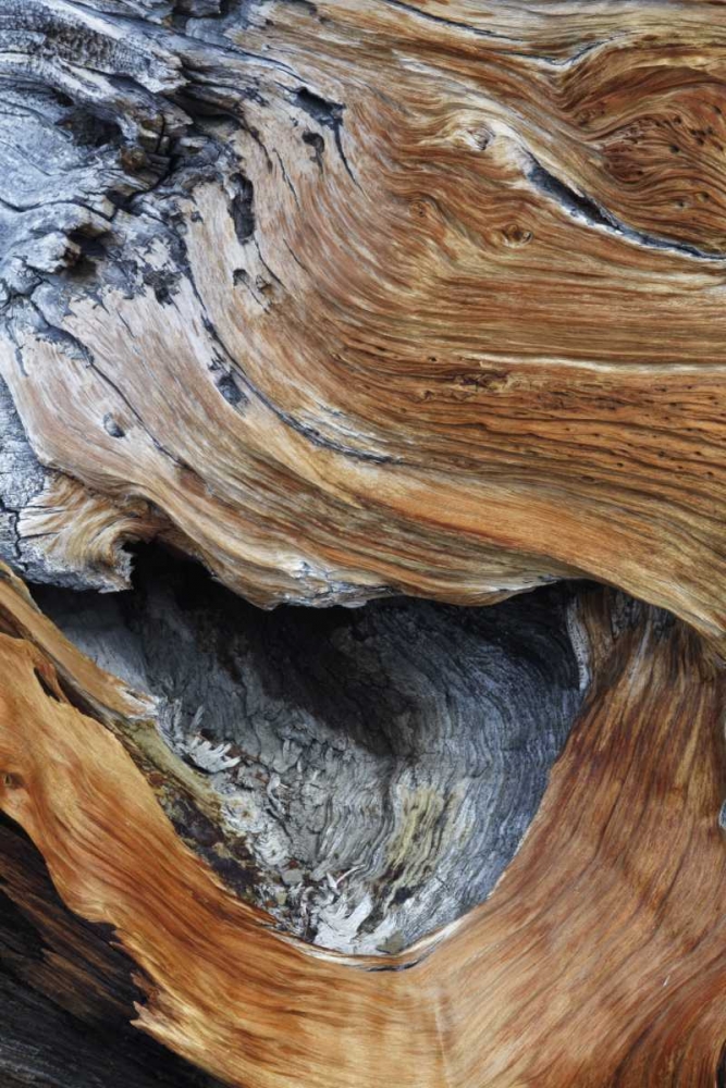 Wall Art Painting id:127856, Name: CA, White Mts Trunk of a bristlecone pine tree, Artist: Flaherty, Dennis