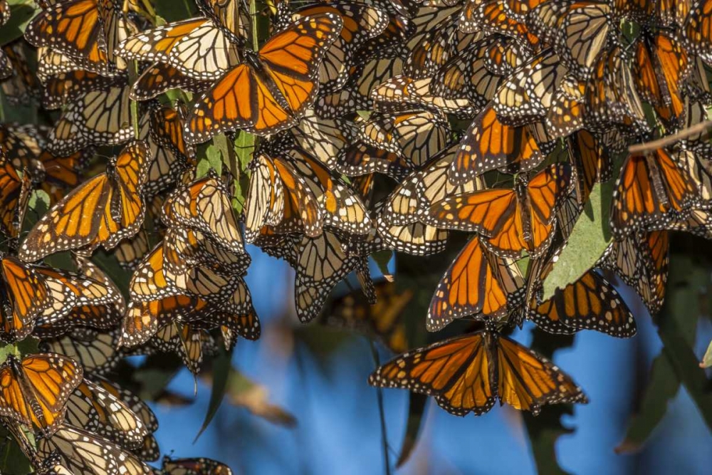Art Print: California Monarch butterflies on leaves