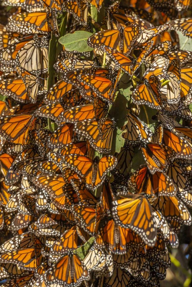 Art Print: California Monarch butterflies on leaves