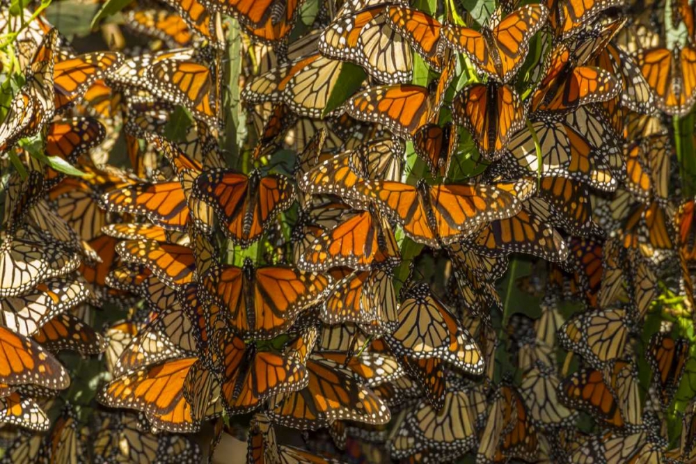 Art Print: California Monarch butterflies on leaves