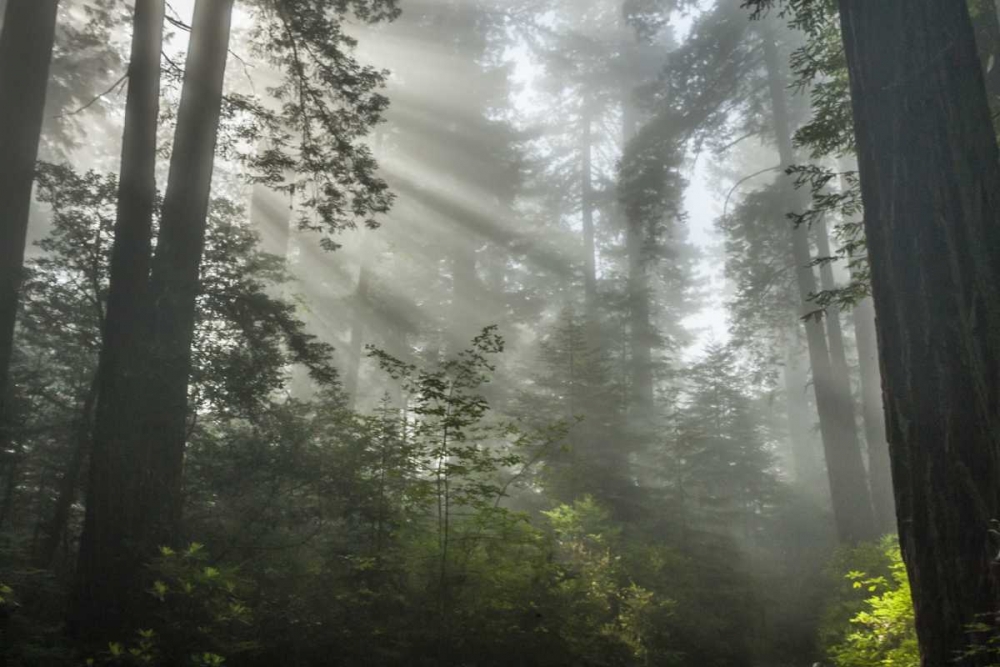 Art Print: California Fog in Ladybird Johnson Grove