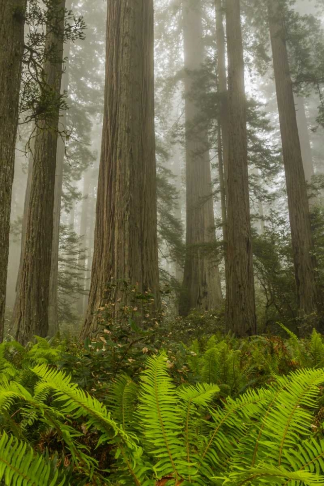 Art Print: California, Redwoods NP Redwood trees and fog