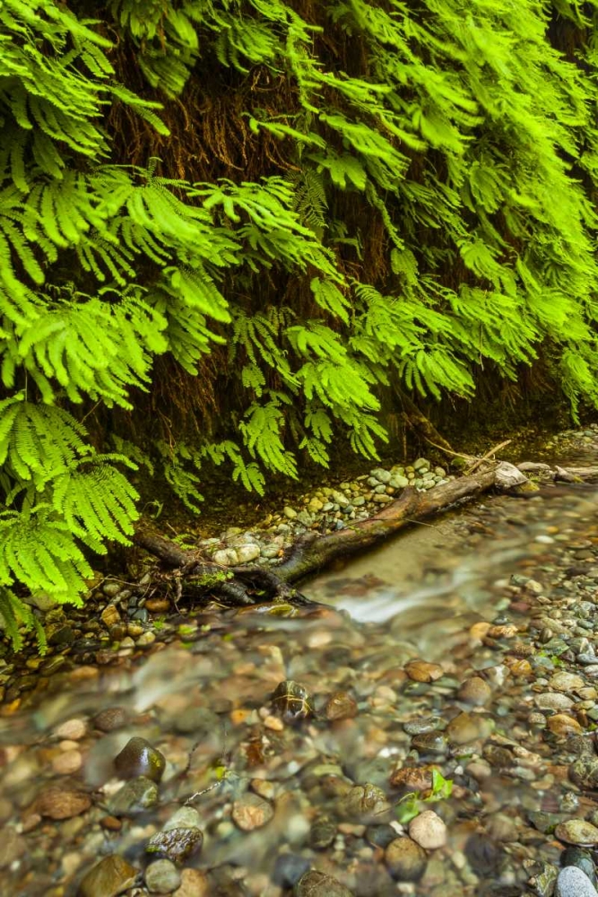 Art Print: California, Redwoods NP Scenic of Fern Creek