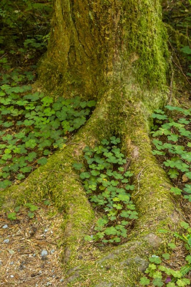 Art Print: USA, California, Redwoods NP Clover at tree base