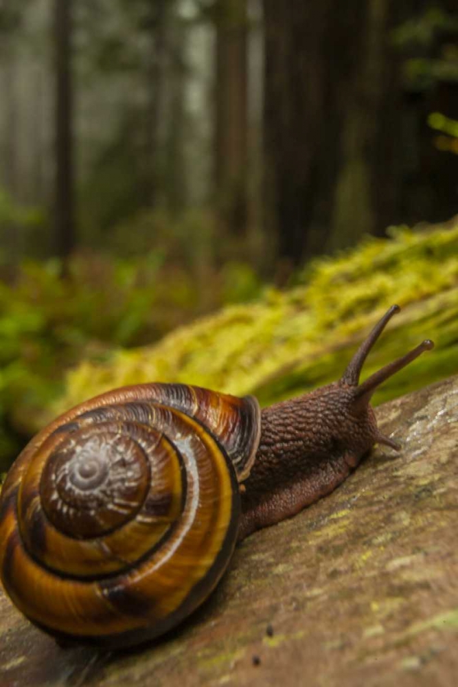 Art Print: USA, California, Redwoods NP Close-up of snail