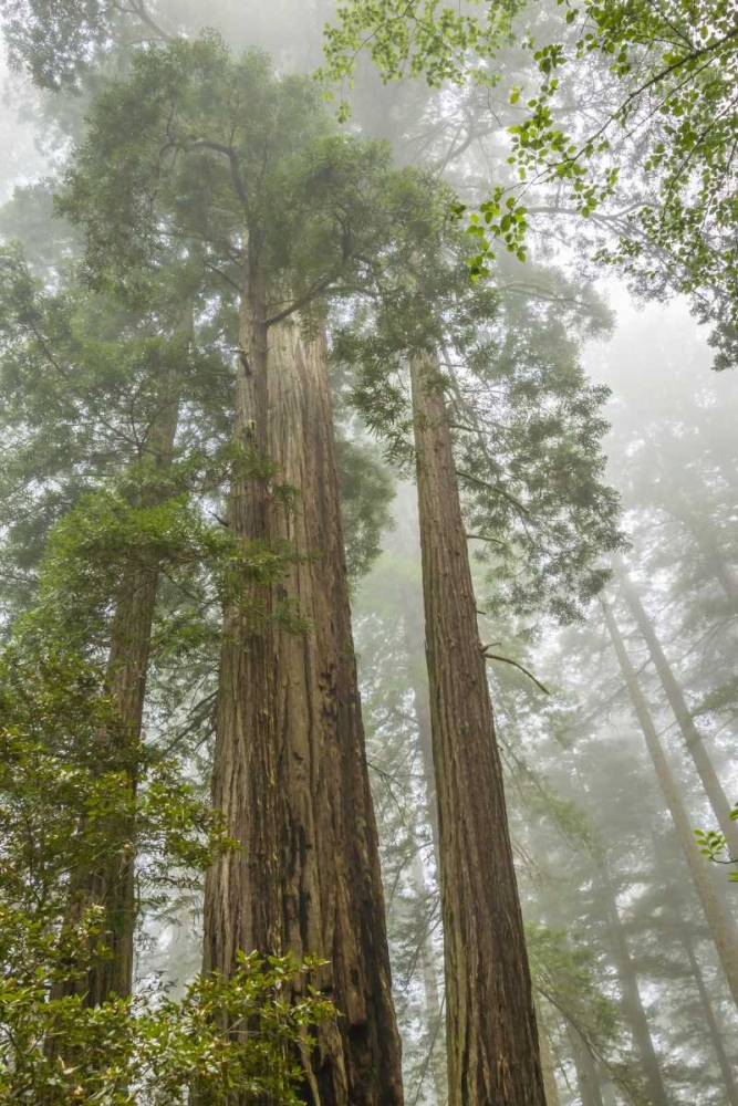 Art Print: California, Redwoods NP Redwood trees and fog
