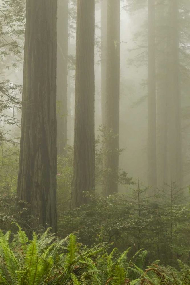 Art Print: California, Redwoods NP Redwood trees and fog