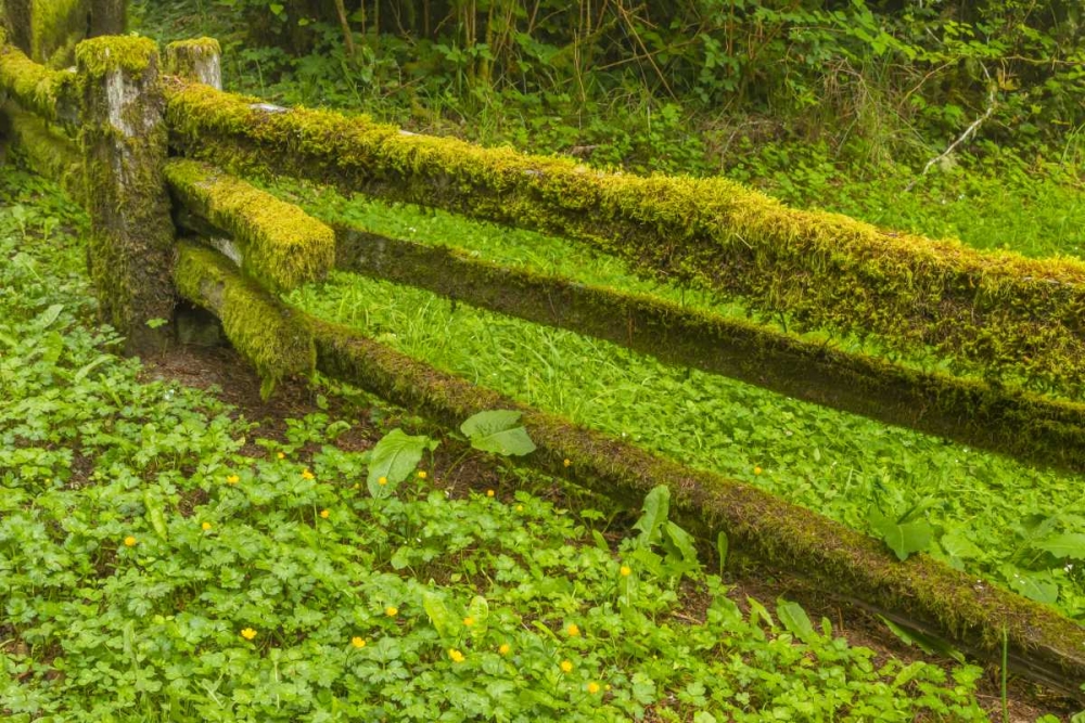 Art Print: USA, California, Redwoods NP Moss-covered fence