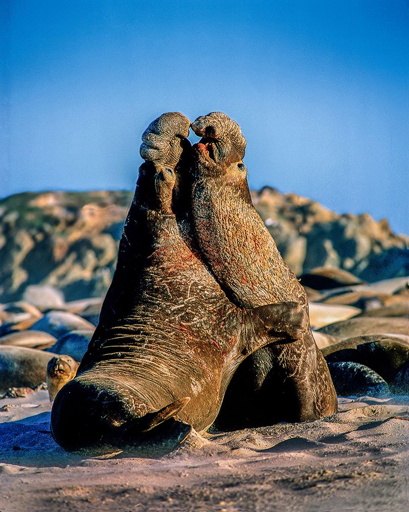 Art Print: USA-California-Channel Islands National Park Male elephant seals ight for mating rights