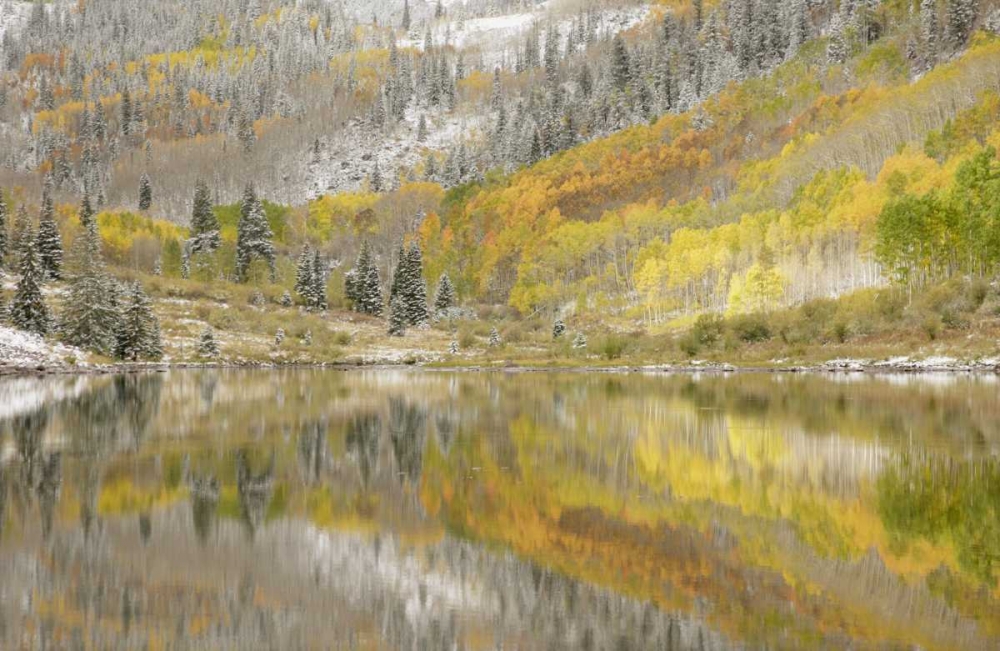 Art Print: CO, Maroon Lake, Fresh snow and aspen trees