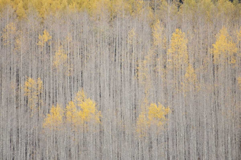 Art Print: CO, White River NF Aspen trees in winter