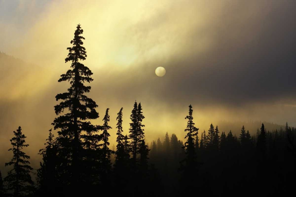 Art Print: CO, San Isabel NF Sunrise silhouettes trees
