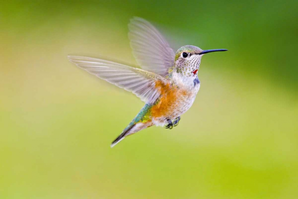 Art Print: Colorado, Heeney Rufous hummingbird in flight