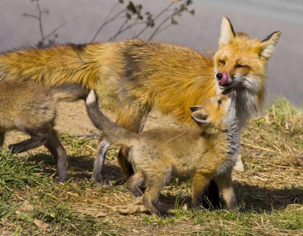 Art Print: Colorado, Breckenridge Red fox mother with kits