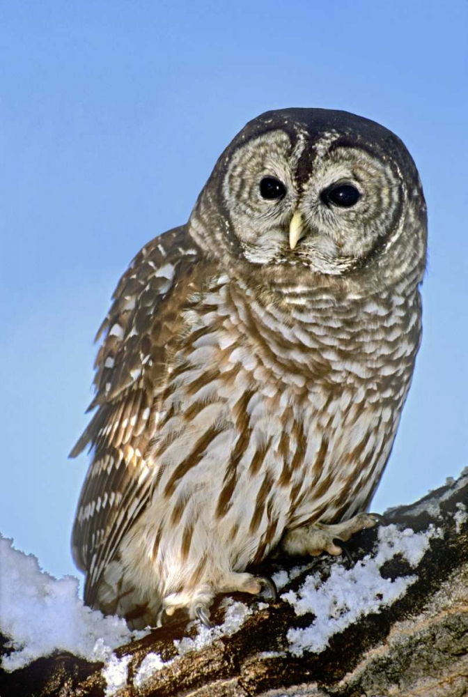 Art Print: CO, Barred owl perched on snowy branch