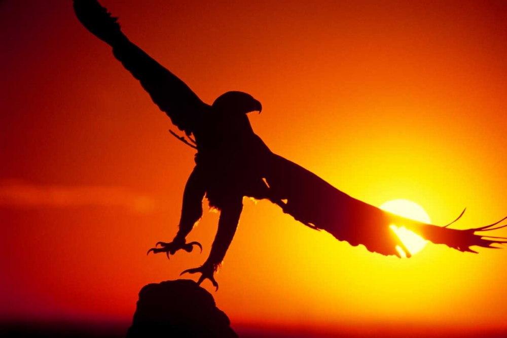 Wall art: CO, A falconers golden eagle takes flight, by Welling, Dave
