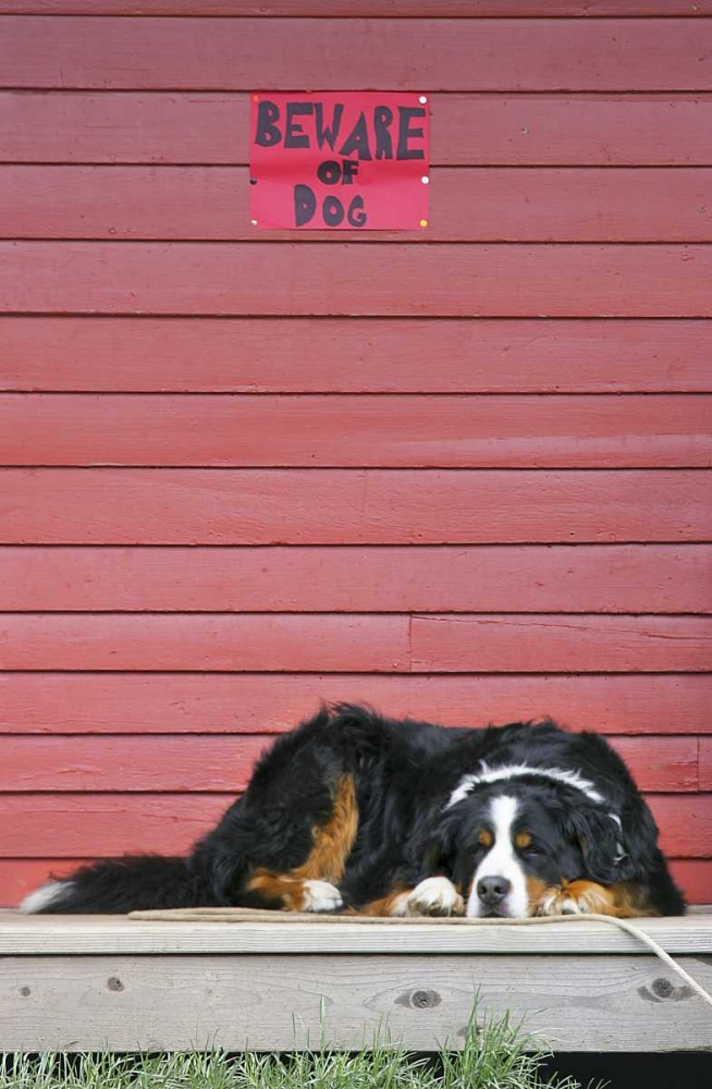 Art Print: CO, Breckenridge Bernese mountain dog sleeps