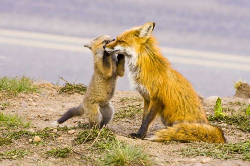 Art Print: CO, Breckenridge Red fox mother with playful kit