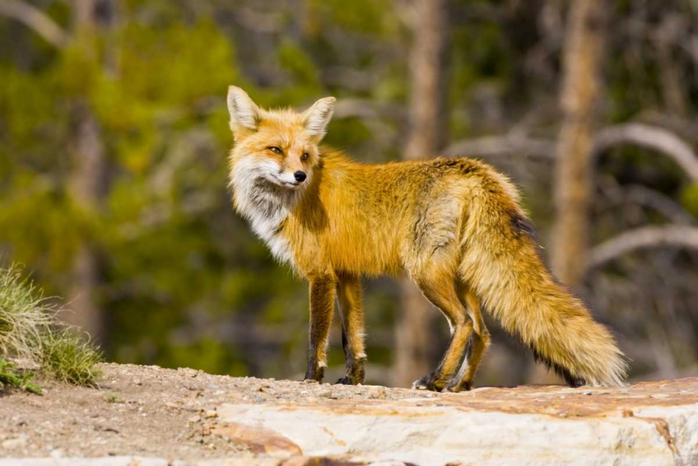 Art Print: Colorado, Breckenridge Portrait of red fox