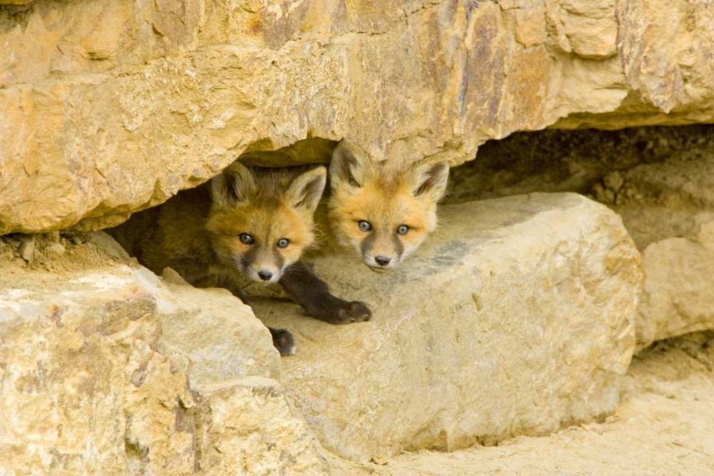 Art Print: CO, Breckenridge Curious red fox kits