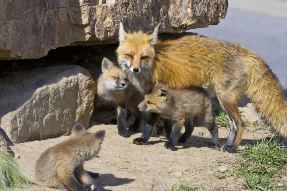 Art Print: Colorado, Breckenridge Red fox mother with kits