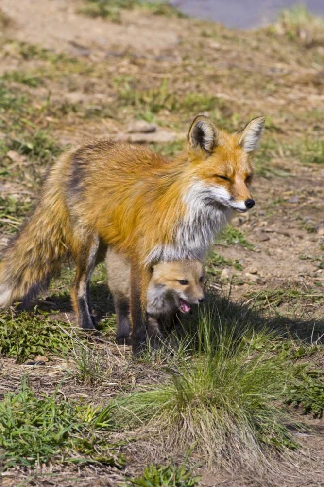 Art Print: Colorado, Breckenridge Red fox mother with kit