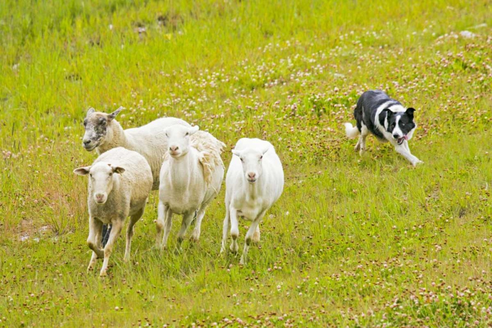 Art Print: Colorado, Summit Co Border collie herding sheep