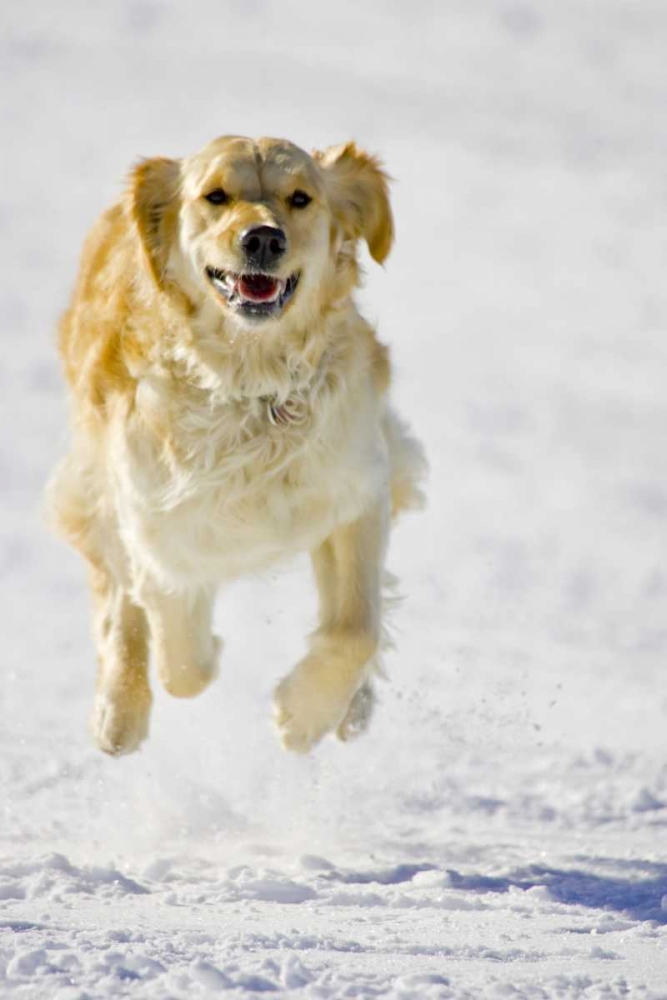 Art Print: Colorado Golden retriever running in snow