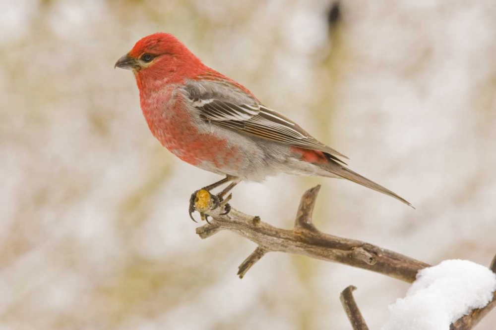 Art Print: Colorado, Frisco Pine grosbeak perched on limb