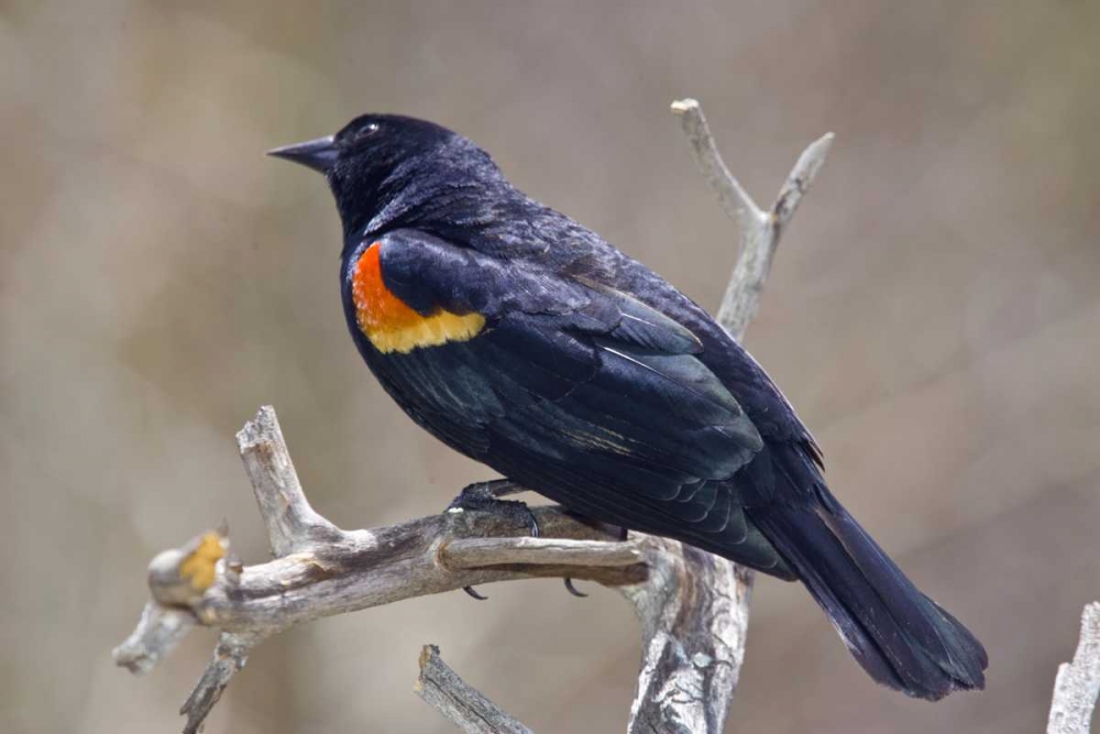 Art Print: CO, Frisco Portrait of male red-winged blackbird