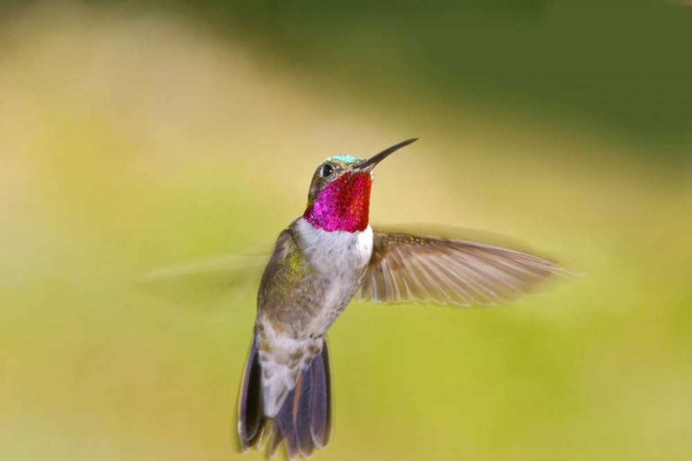Art Print: CO, Frisco Broad-tailed hummingbird in flight