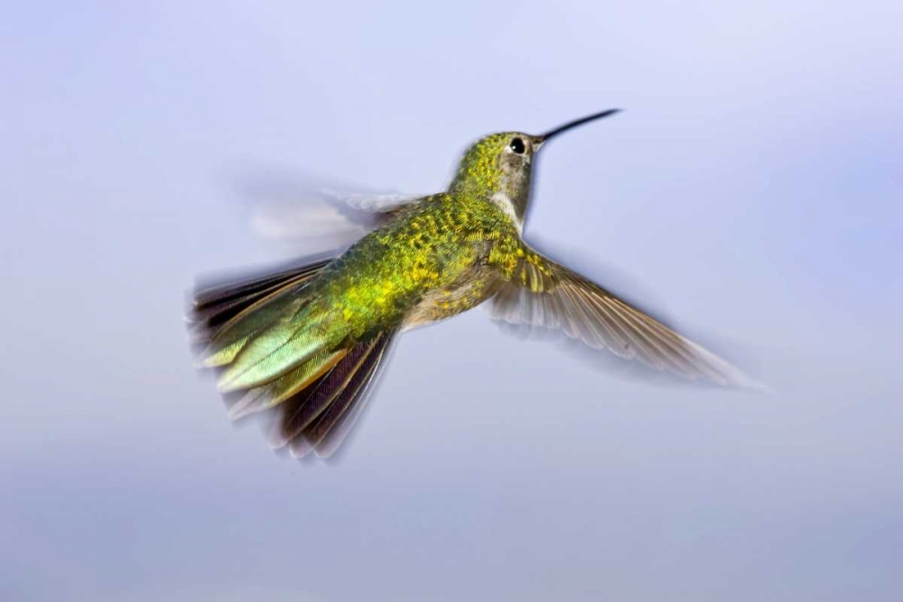 Art Print: Colorado, Heeney Rufous hummingbird in flight