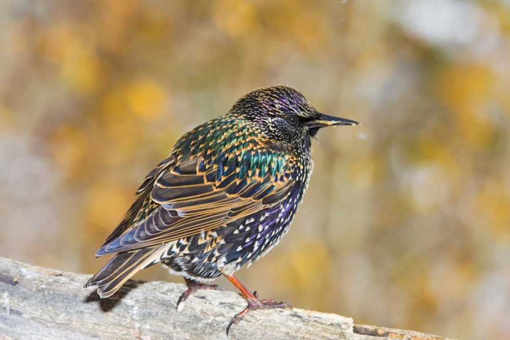Art Print: CO, Frisco European starling standing on log
