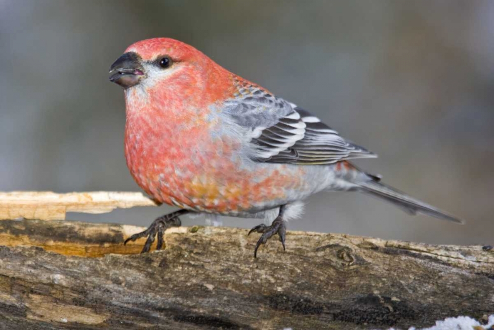 Art Print: Colorado, Frisco Male pine grosbeak bird on log