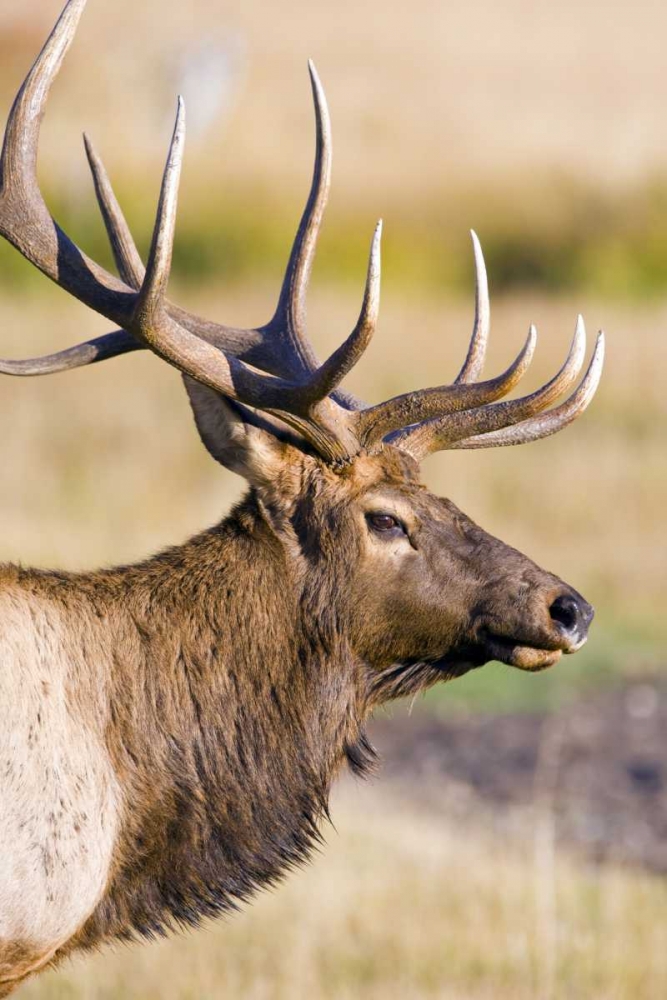 Art Print: CO, Rocky Mts Bull elk with full rack of antlers