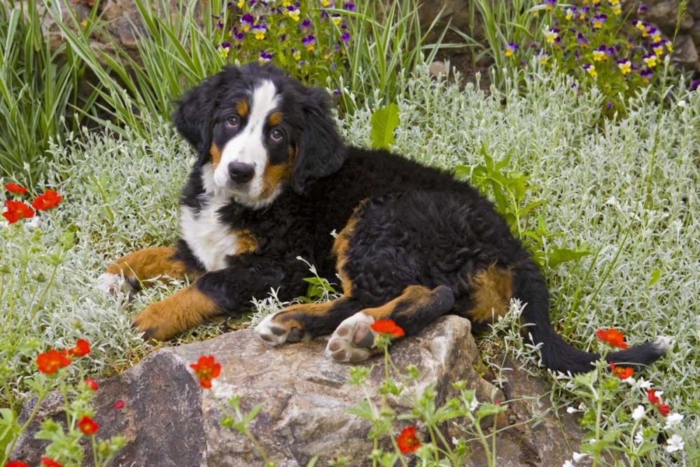 Art Print: CO, Breckenridge Female Bernese Mountain Dog