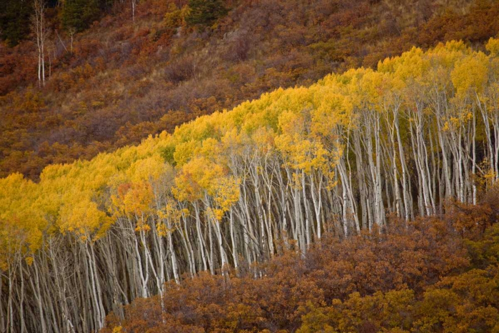 Art Print: CO, Gunnison NP Autumn trees in Black Canyon