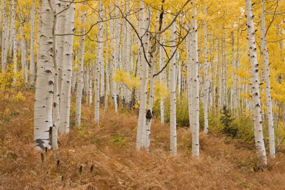 Art Print: CO, Gunnison NF, Ohio Pass Aspen forest