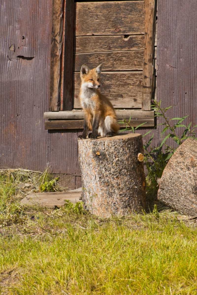 Art Print: CO, Breckenridge Young fox sitting on log 