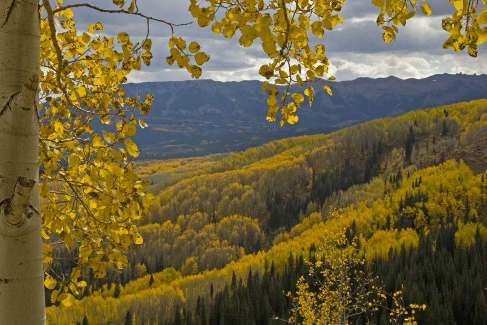 Art Print: Colorado, Gunnison NF Fall color below Ohio Pass