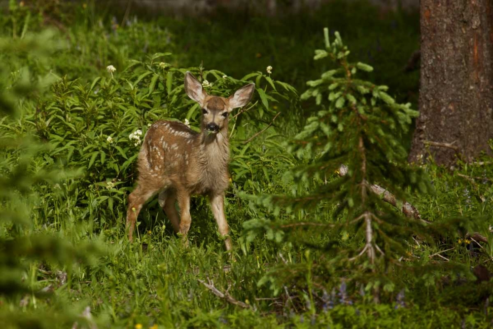 Art Print: CO, White River NF Mule deer fawn in forest