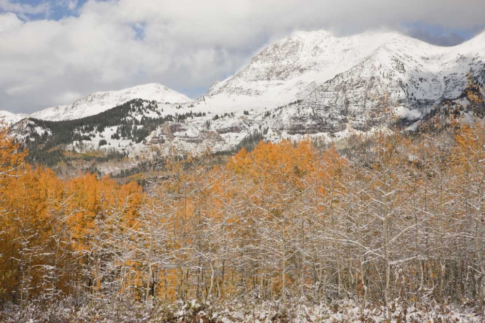 Art Print: CO, Gunnison NF Aspens after a snowstorm