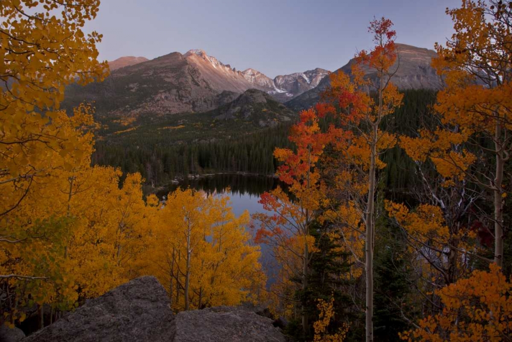 Art Print: CO, Rocky Mts Aspen trees frame Longs Peak