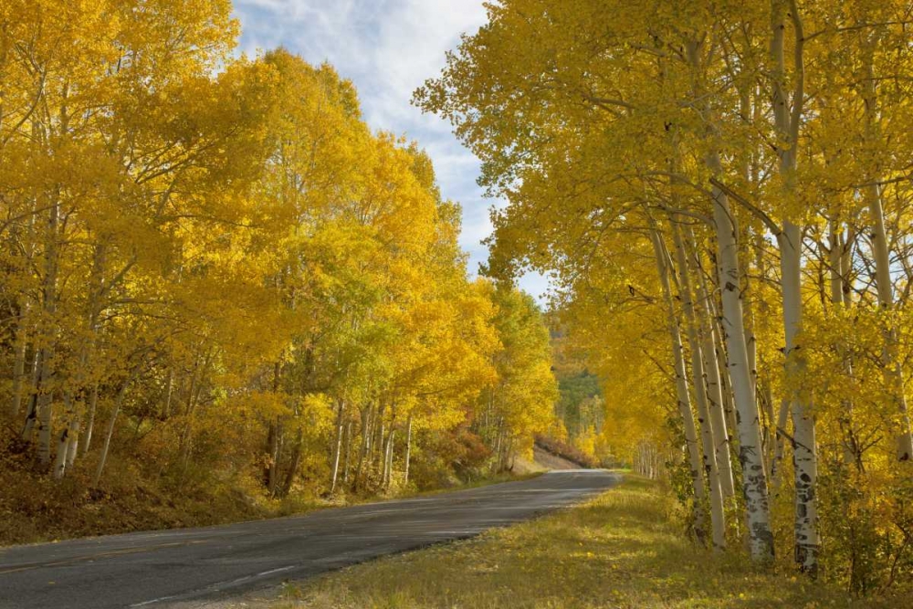 Art Print: CO, Black Canyon, Road through fall trees