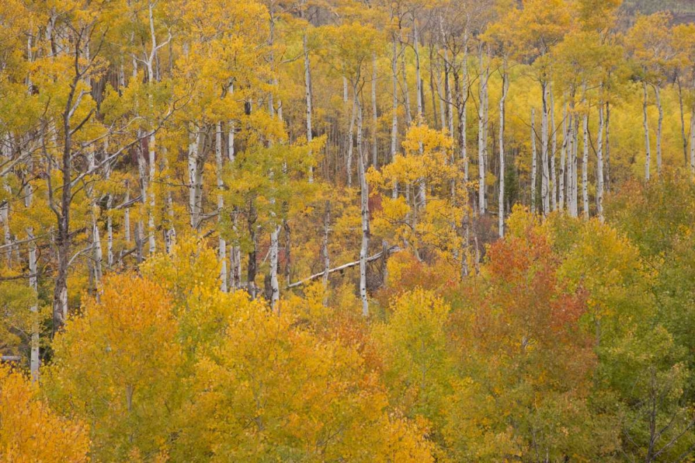 Art Print: CO, White River NF Aspen grove in autumn foliage