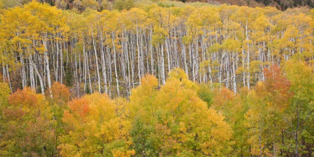 Art Print: CO, White River NF Aspen grove in autumn foliage